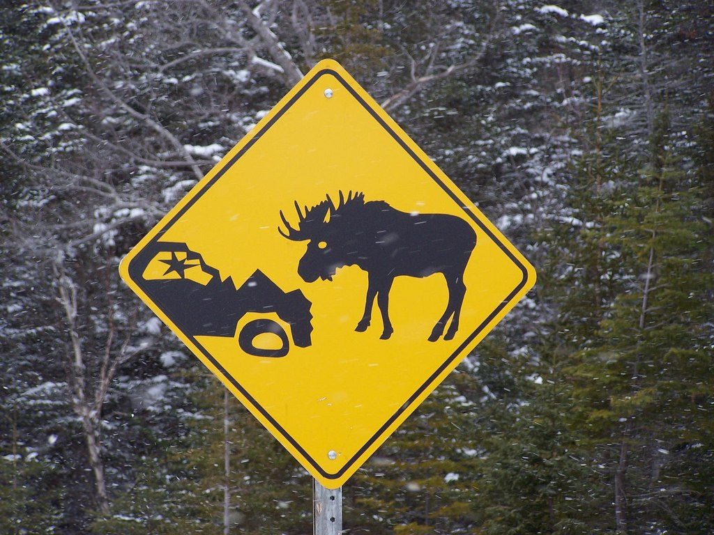 moose hate cars by lesleyhyphenanne, on Flickr